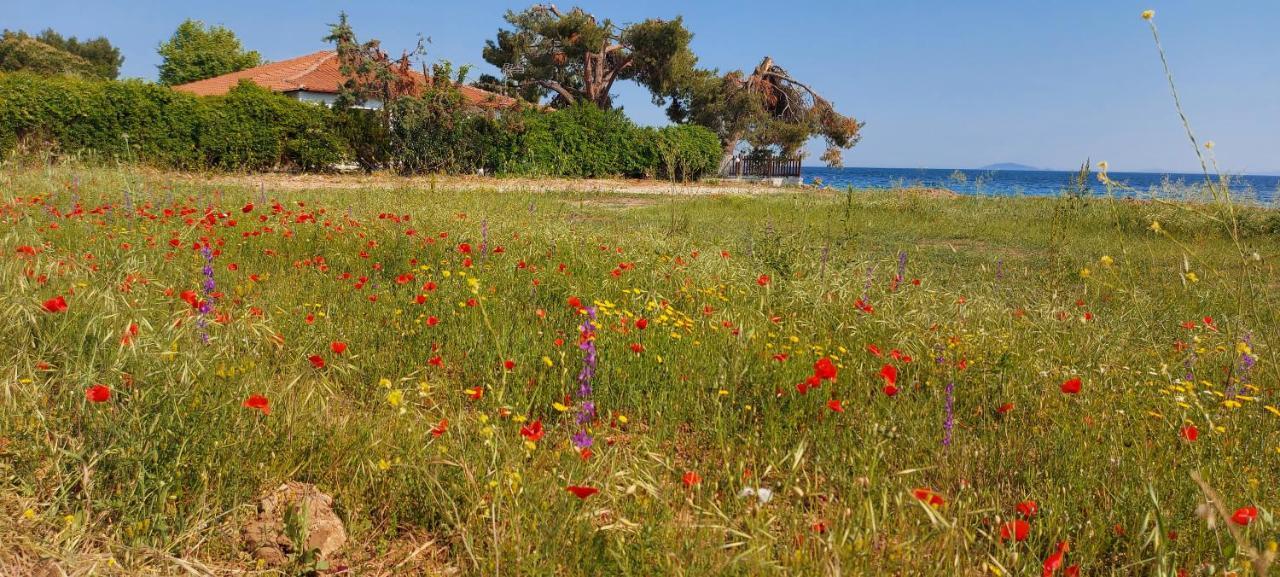 "Pine&Sea" Kastamoniti Beach Nikiti  Exterior foto