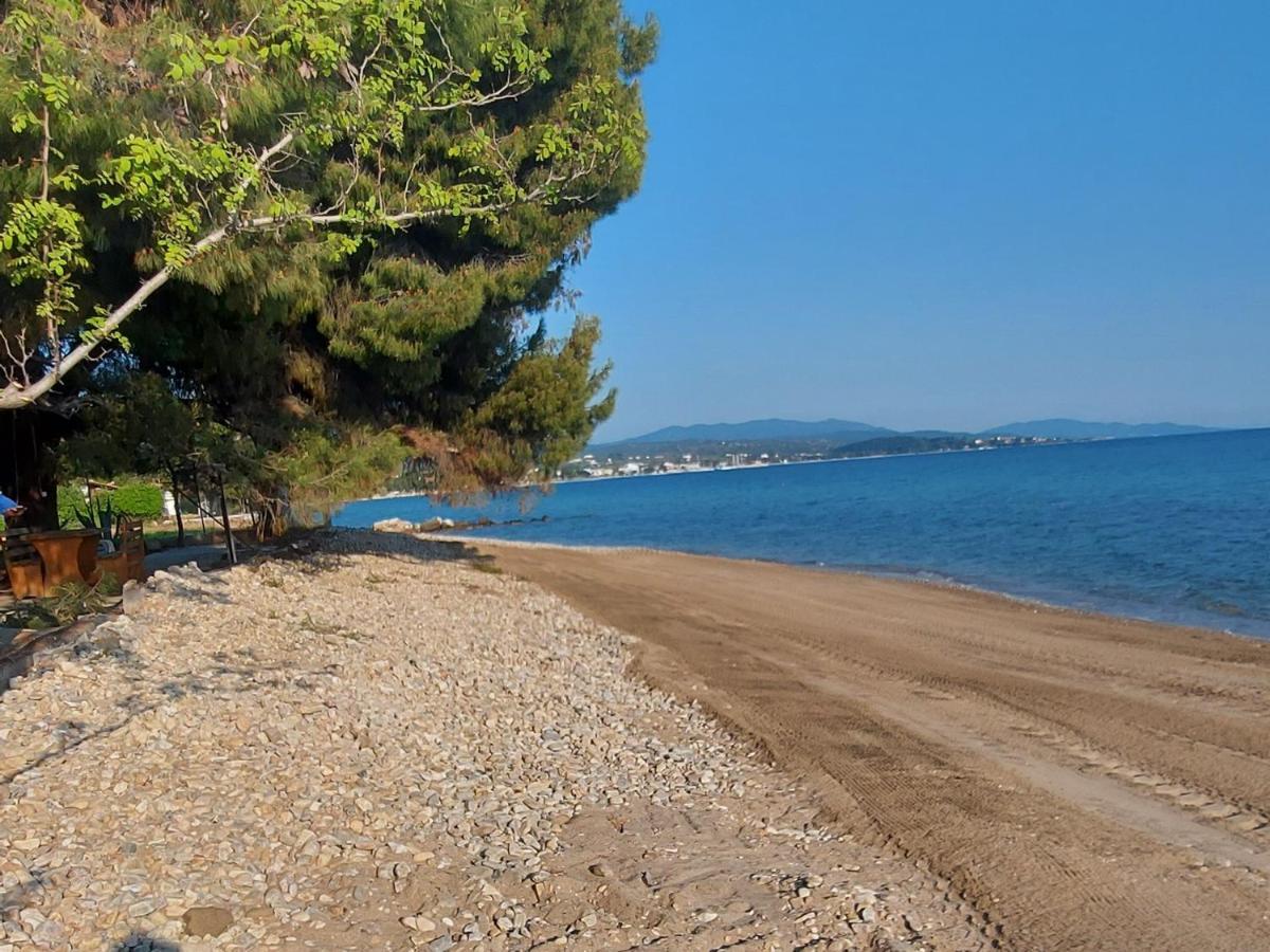 "Pine&Sea" Kastamoniti Beach Nikiti  Exterior foto