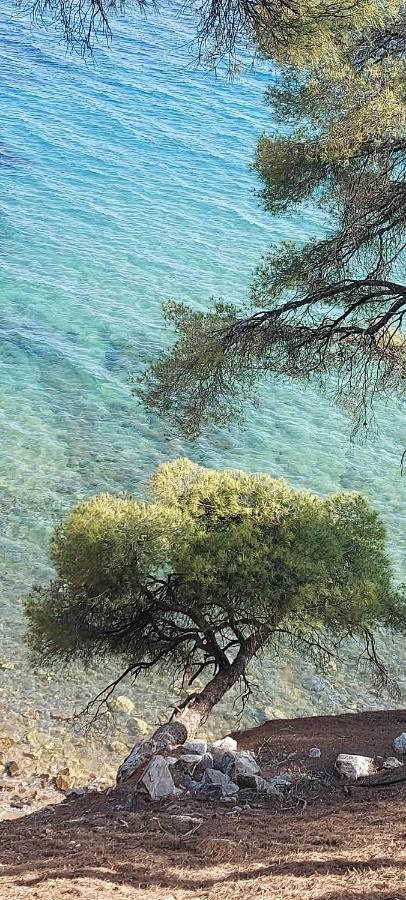 "Pine&Sea" Kastamoniti Beach Nikiti  Exterior foto