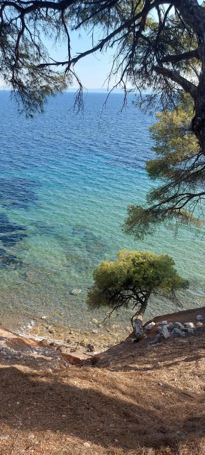 "Pine&Sea" Kastamoniti Beach Nikiti  Exterior foto